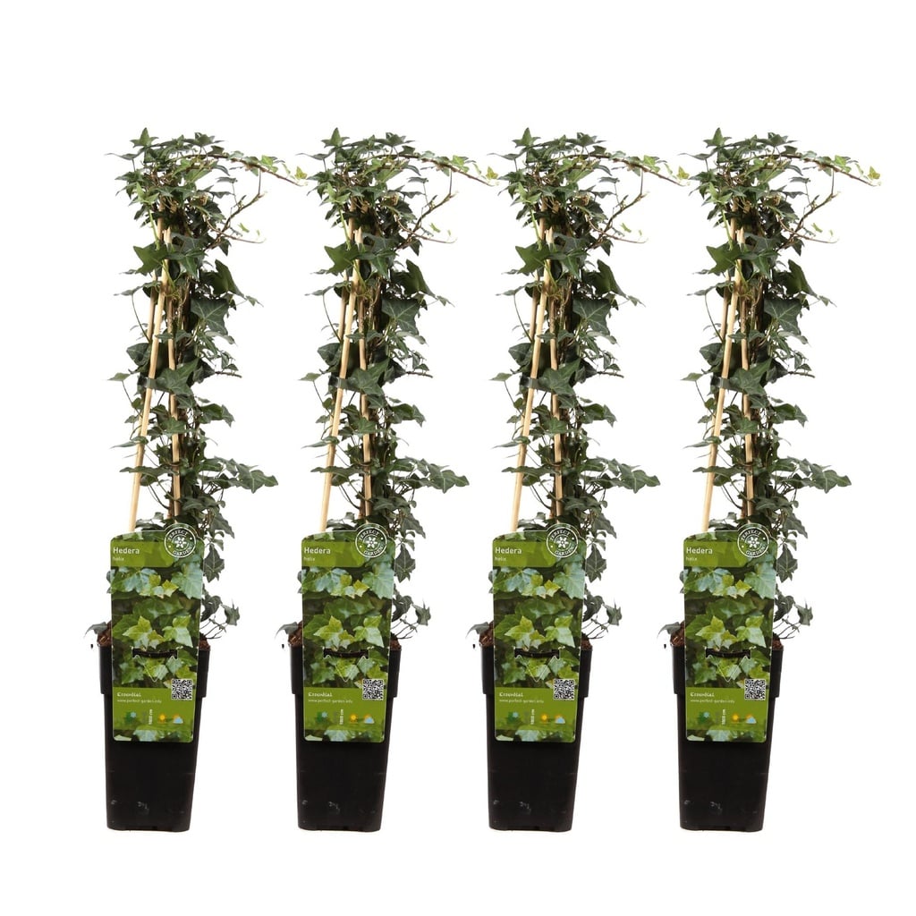 Efeu 4er-Set (Hedera helix) – winterharte Kletterpflanze, Höhe ca. 65 cm
