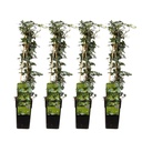 Efeu 4er-Set (Hedera helix) – winterharte Kletterpflanze, Höhe ca. 65 cm