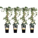 Efeu 'Gold Heart' 4er-Set (Hedera helix) – winterharte Kletterpflanze, Höhe ca. 65 cm