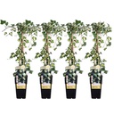 Efeu 'Goldheart' 4er-Set (Hedera helix) – winterharte Kletterpflanze, Topf-Ø 15 cm, Höhe ca. 65 cm