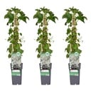 Kletterhortensie 3er-Set (Hydrangea petiolaris) – winterharte Kletterpflanze, Höhe ca. 65 cm