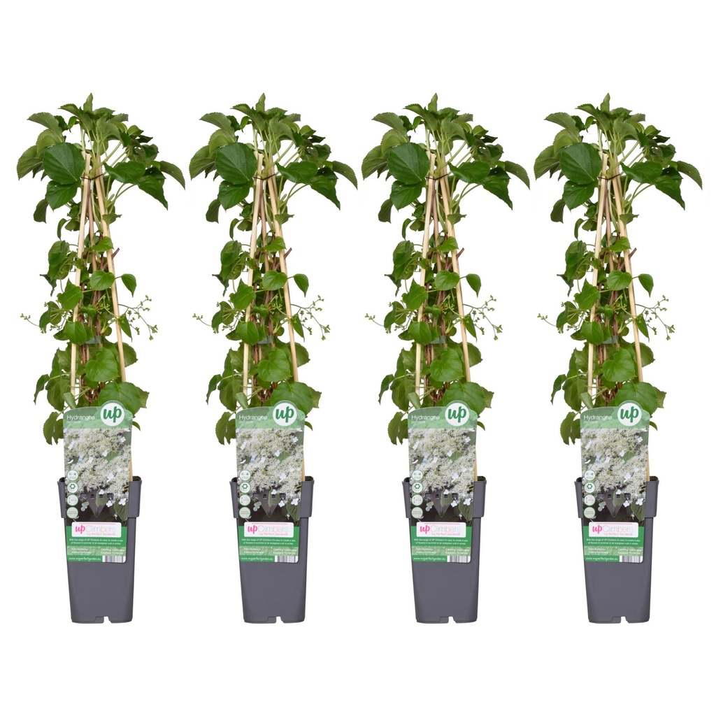 Kletterhortensie 4er-Set (Hydrangea petiolaris) – winterharte Kletterpflanze, Höhe ca. 65 cm