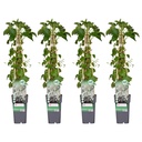 Kletterhortensie 4er-Set (Hydrangea petiolaris) – winterharte Kletterpflanze, Höhe ca. 65 cm