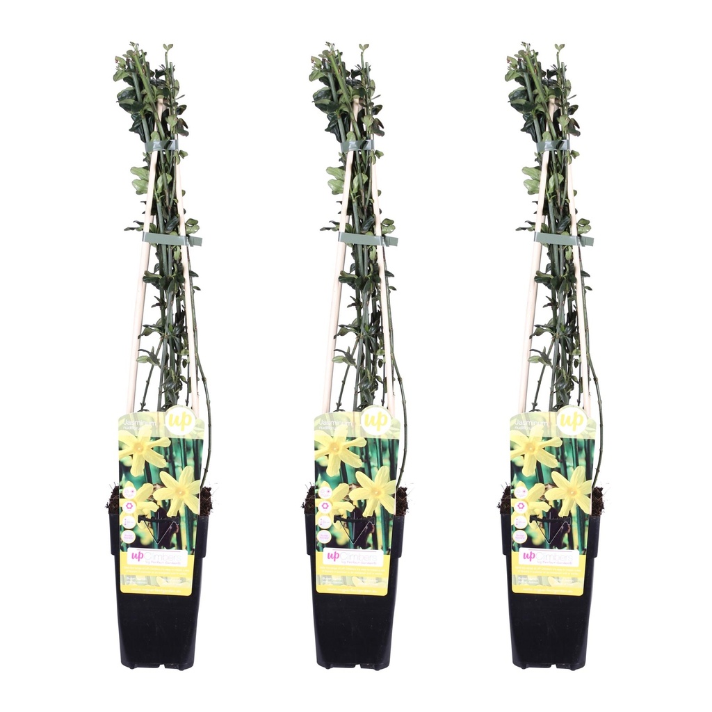 Gelber Winterjasmin 3er-Set (Jasminum nudiflorum) – winterharter Kletterstrauch, Höhe ca. 65 cm