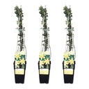 Gelber Winterjasmin 3er-Set (Jasminum nudiflorum) – winterharter Kletterstrauch, Höhe ca. 65 cm