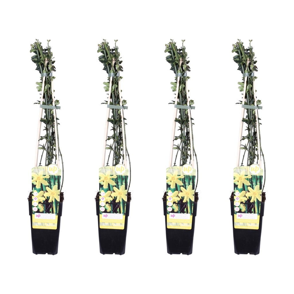 Winterjasmin 4er-Set (Jasminum nudiflorum) – winterharte Kletterpflanze, Höhe ca. 65 cm