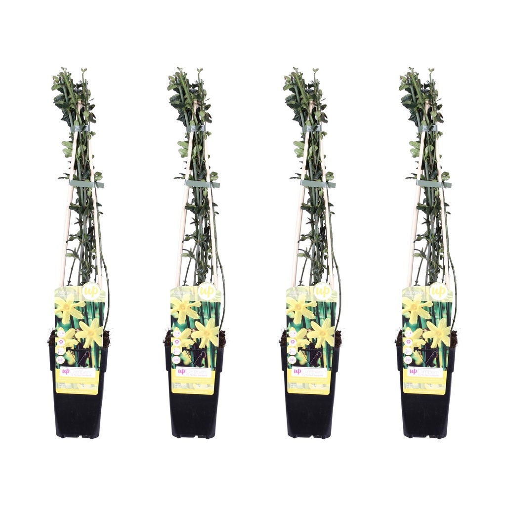 Winterjasmin 4er-Set (Jasminum nudiflorum) – winterharte Kletterpflanze, Höhe ca. 65 cm