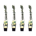 Winterjasmin 4er-Set (Jasminum nudiflorum) – winterharte Kletterpflanze, Höhe ca. 65 cm