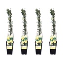 Winterjasmin 4er-Set (Jasminum nudiflorum) – winterharte Kletterpflanze, Höhe ca. 65 cm