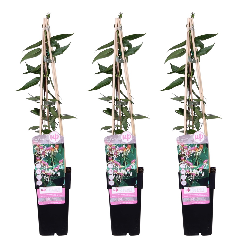Immergrünes Geißblatt 3er-Set (Lonicera henryi) – winterharte Kletterpflanze, Höhe ca. 65 cm
