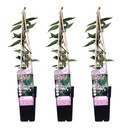 Immergrünes Geißblatt 3er-Set (Lonicera henryi) – winterharte Kletterpflanze, Höhe ca. 65 cm