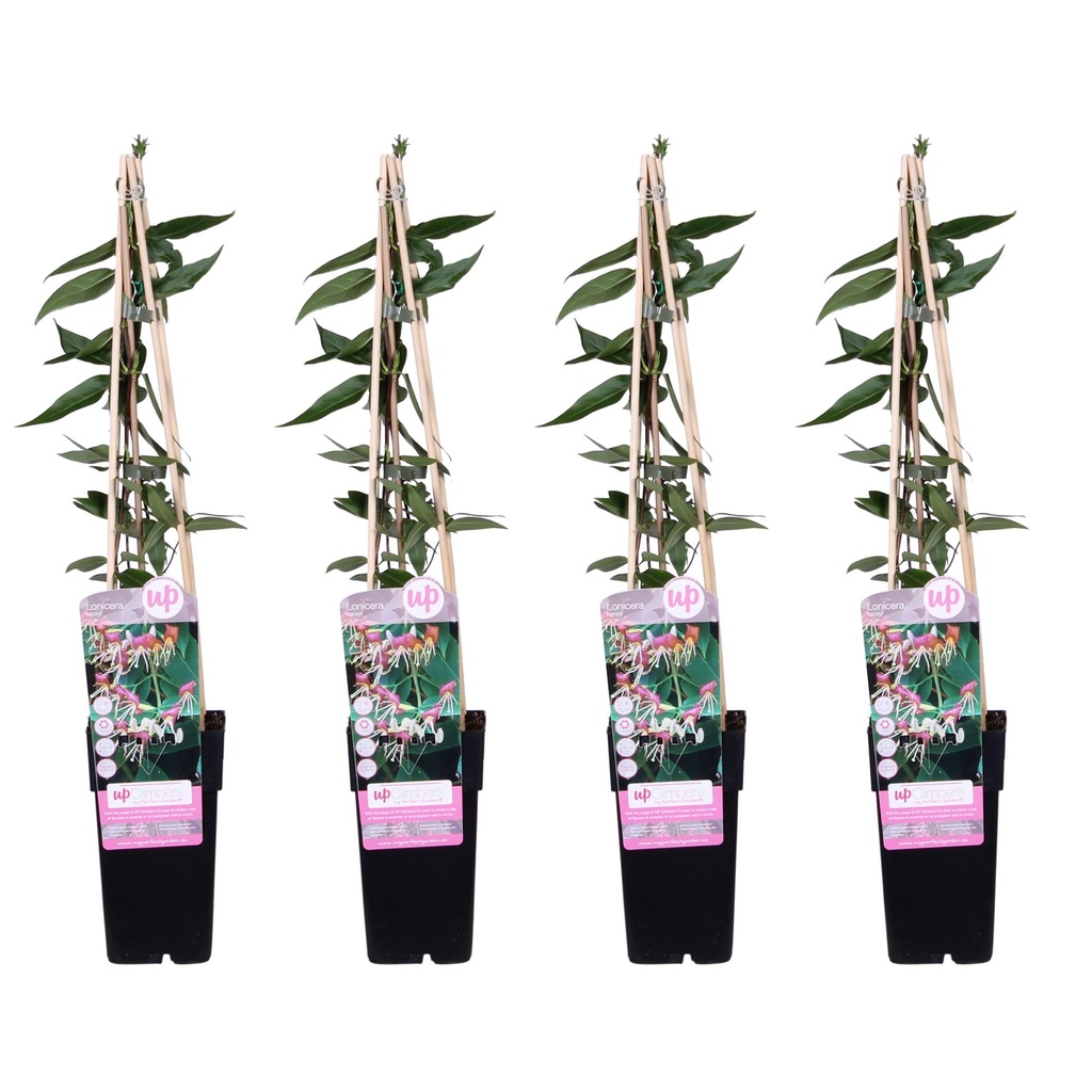 Immergrünes Geißblatt 4er-Set (Lonicera henryi) – winterharte Kletterpflanze, Höhe ca. 65 cm