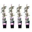 Immergrünes Geißblatt 4er-Set (Lonicera henryi) – winterharte Kletterpflanze, Höhe ca. 65 cm