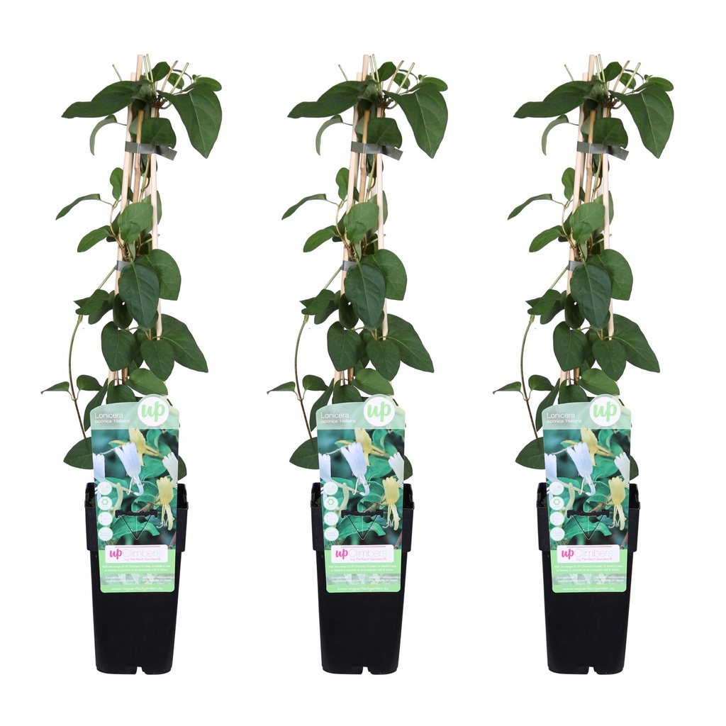 Japanisches Geißblatt 'Halliana' 3er-Set (Lonicera japonica) – winterharte Kletterpflanze, Höhe ca. 65 cm