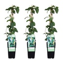 3x - Lonicera japonica 'Halliana' - ↨65cm - Ø15