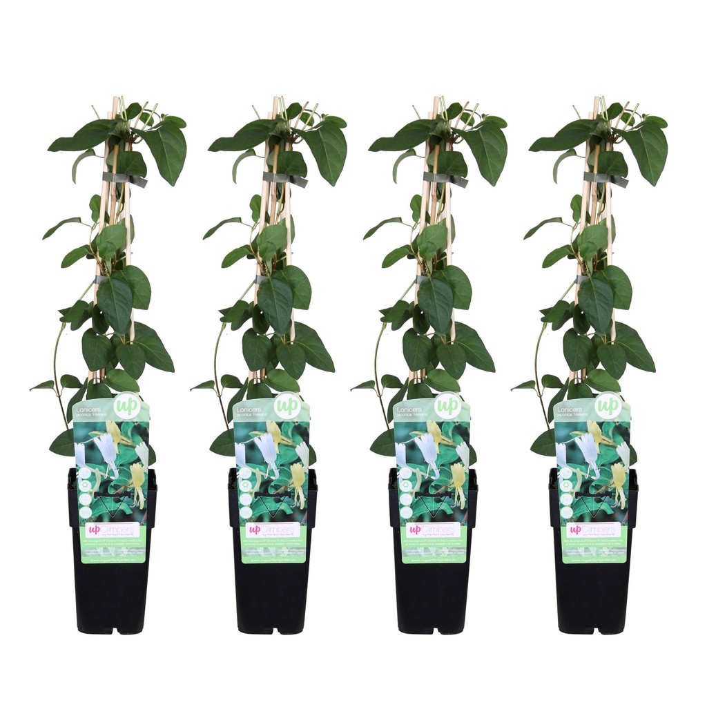 Japanisches Geißblatt 'Halliana' 4er-Set (Lonicera japonica) – winterharte Kletterpflanze, Höhe ca. 65 cm
