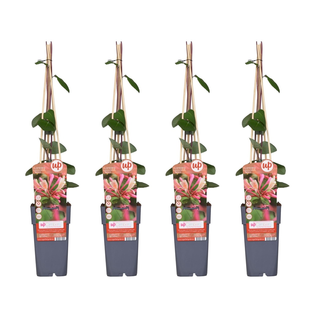 4x - Lonicera periclymenum 'Belgica' - ↨65cm - Ø15
