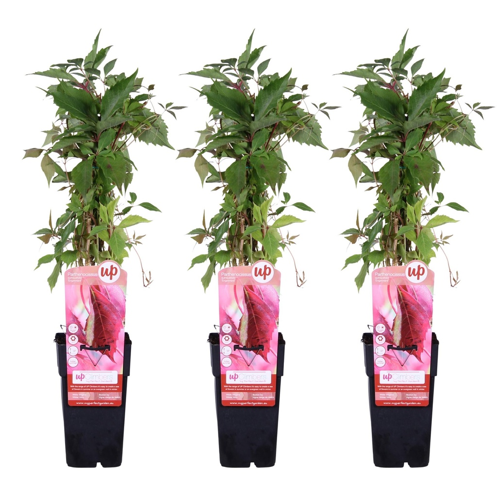 Wilder Wein 'Engelmannii' 3er-Set (Parthenocissus quinquefolia) – winterharte Kletterpflanze, Höhe ca. 65 cm