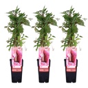 Wilder Wein 'Engelmannii' 3er-Set (Parthenocissus quinquefolia) – winterharte Kletterpflanze, Höhe ca. 65 cm
