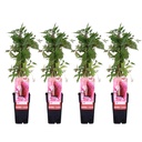 Wilder Wein 'Engelmannii' 4er-Set (Parthenocissus quinquefolia) – winterharte Kletterpflanze, Höhe ca. 65 cm