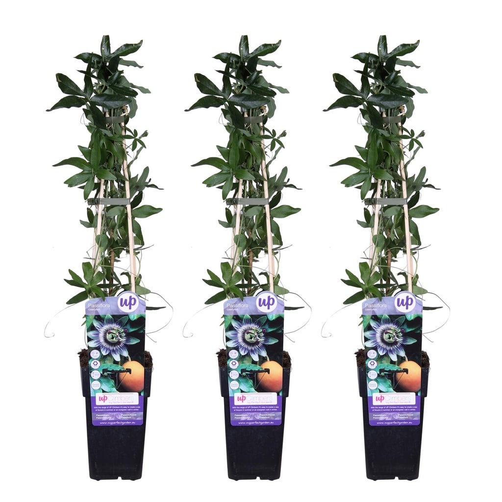 Blaue Passionsblume 3er-Set (Passiflora caerulea) – winterharte Kletterpflanze, Höhe ca. 65 cm