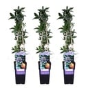 Blaue Passionsblume 3er-Set (Passiflora caerulea) – winterharte Kletterpflanze, Höhe ca. 65 cm