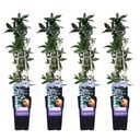 Blaue Passionsblume 4er-Set (Passiflora caerulea) – winterharte Kletterpflanze, Höhe ca. 65 cm