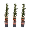 Feuerdorn 'Orange Glow' 3er-Set (Pyracantha coccinea) – winterharter Zierstrauch, Höhe ca. 65 cm