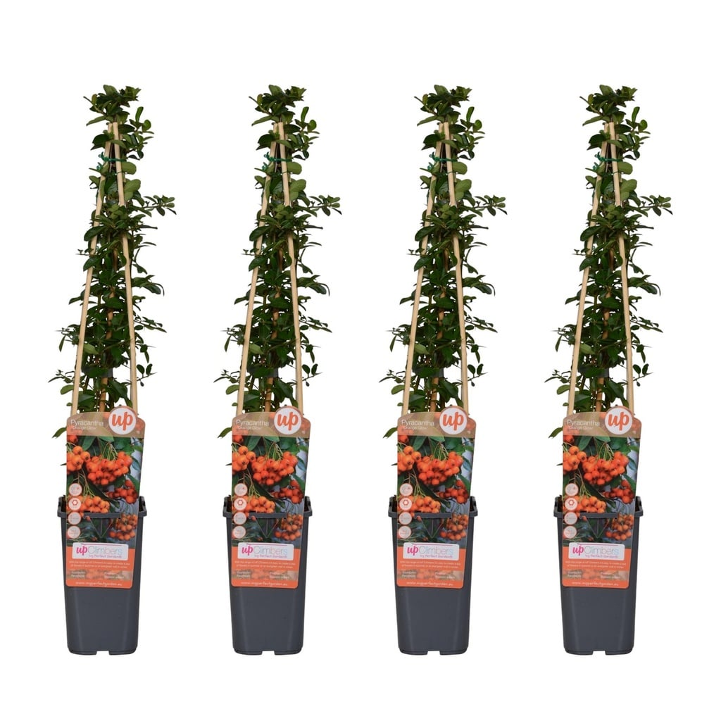 Feuerdorn 'Orange Glow' 4er-Set (Pyracantha coccinea) – winterharter Zierstrauch, Höhe ca. 65 cm
