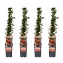 Feuerdorn 'Orange Glow' 4er-Set (Pyracantha coccinea) – winterharter Zierstrauch, Höhe ca. 65 cm