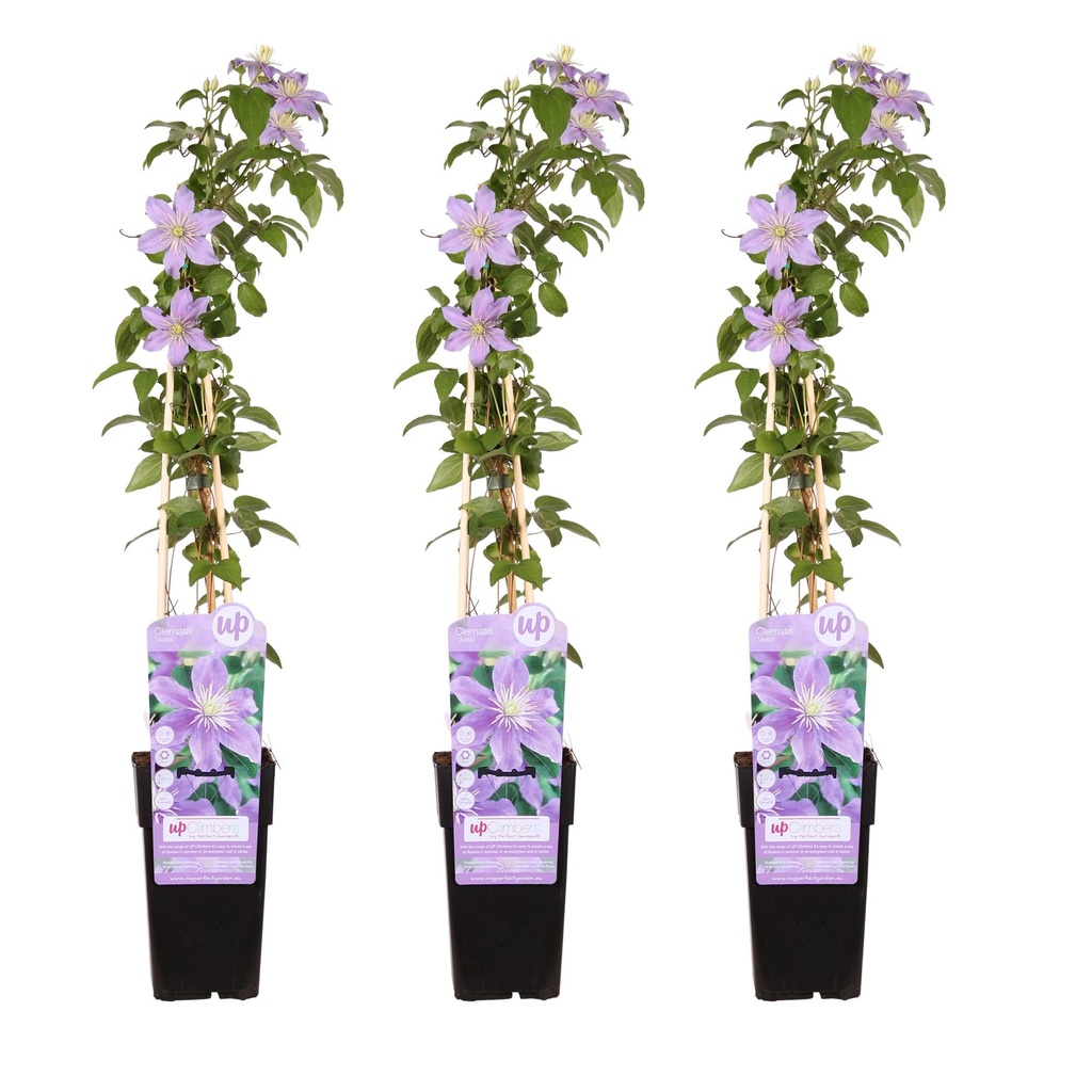 Waldrebe 3er-Set (Clematis) – winterharte Kletterpflanze, Höhe ca. 65 cm