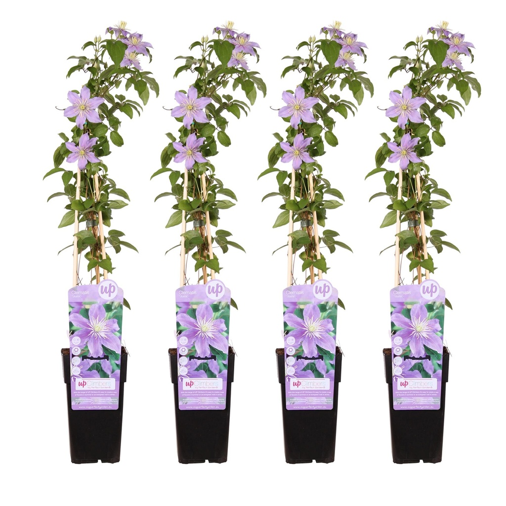 Waldrebe 4er-Set (Clematis) – winterharte Kletterpflanze, Höhe ca. 65 cm