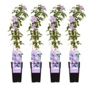Waldrebe 4er-Set (Clematis) – winterharte Kletterpflanze, Höhe ca. 65 cm