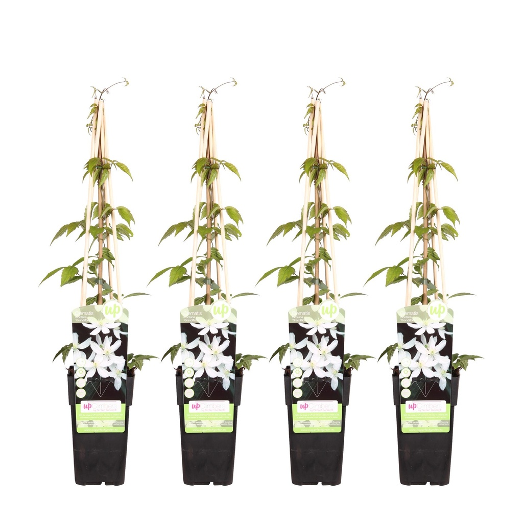 4x - Clematis Montana 'Grandiflora' - ↨65cm - Ø15