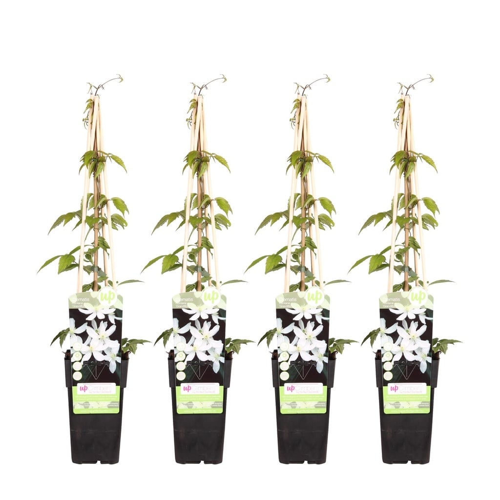 Berg-Waldrebe 'Grandiflora' 4er-Set (Clematis montana) – winterharte Kletterpflanze, Höhe ca. 65 cm