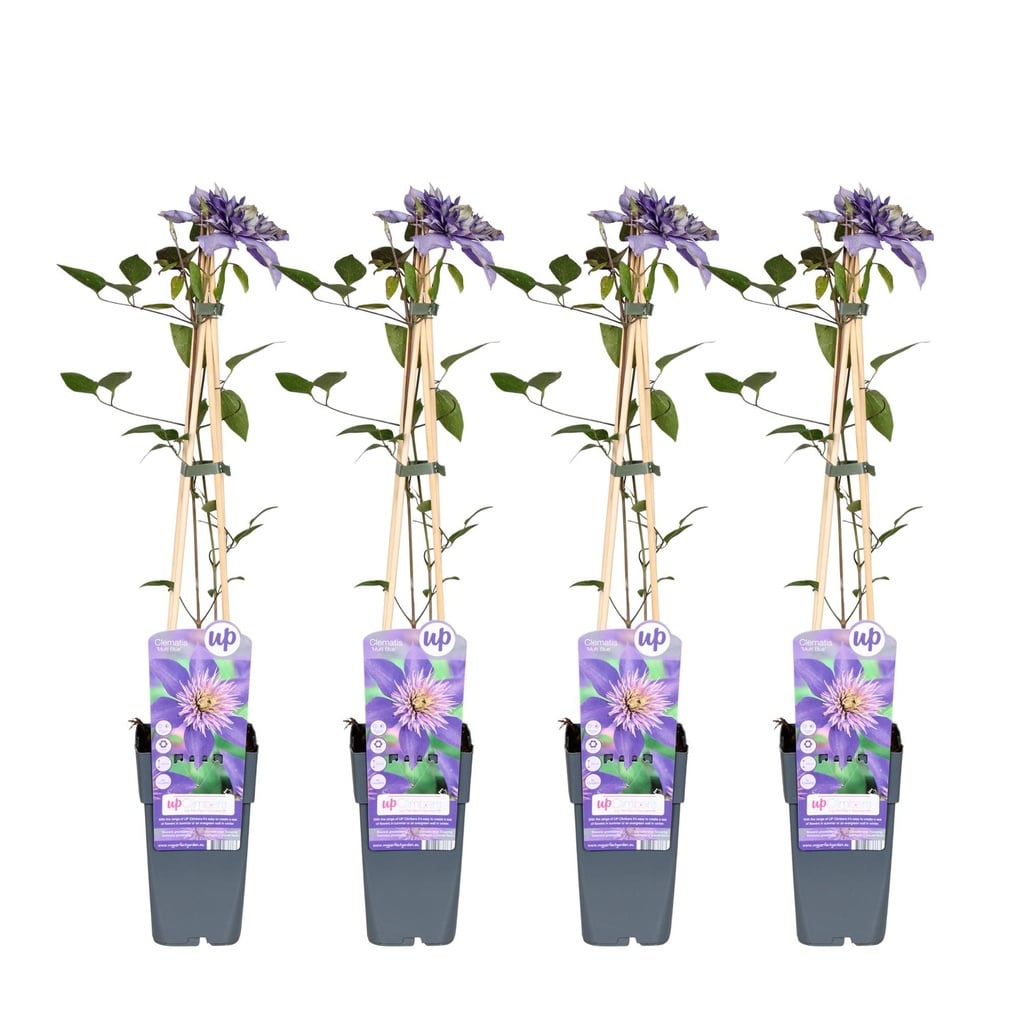 Waldrebe 4er-Set (Clematis 'Multi) – winterharte Kletterpflanze, Höhe ca. 65 cm
