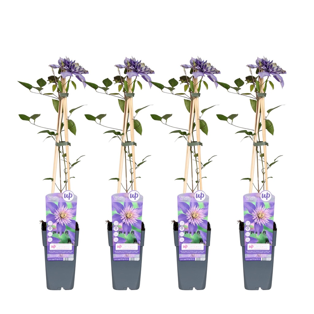 Waldrebe 4er-Set (Clematis 'Multi) – winterharte Kletterpflanze, Höhe ca. 65 cm