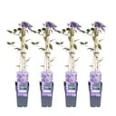 Waldrebe 4er-Set (Clematis 'Multi) – winterharte Kletterpflanze, Höhe ca. 65 cm