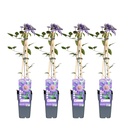 Waldrebe blau 4er-Set (Clematis) – winterharte Kletterpflanze, Topf-Ø 15 cm, Höhe ca. 65 cm
