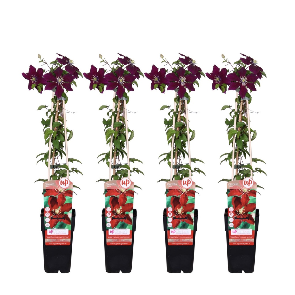 Waldrebe 4er-Set (Clematis) – winterharte Kletterpflanze, Höhe ca. 65 cm