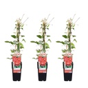 Waldrebe 3er-Set (Clematis hybrid) – winterharte Kletterpflanze, Höhe ca. 65 cm