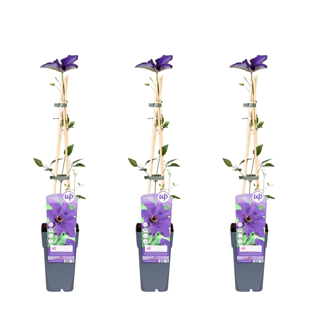 3x - Clematis The President - ↨65cm - Ø15