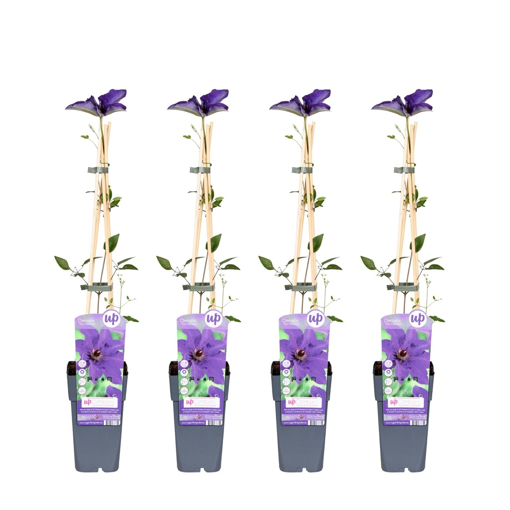 Waldrebe 4er-Set (Clematis Hybride) – winterharte Kletterpflanze, Höhe ca. 65 cm