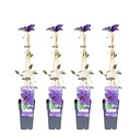 Waldrebe 4er-Set (Clematis Hybride) – winterharte Kletterpflanze, Höhe ca. 65 cm