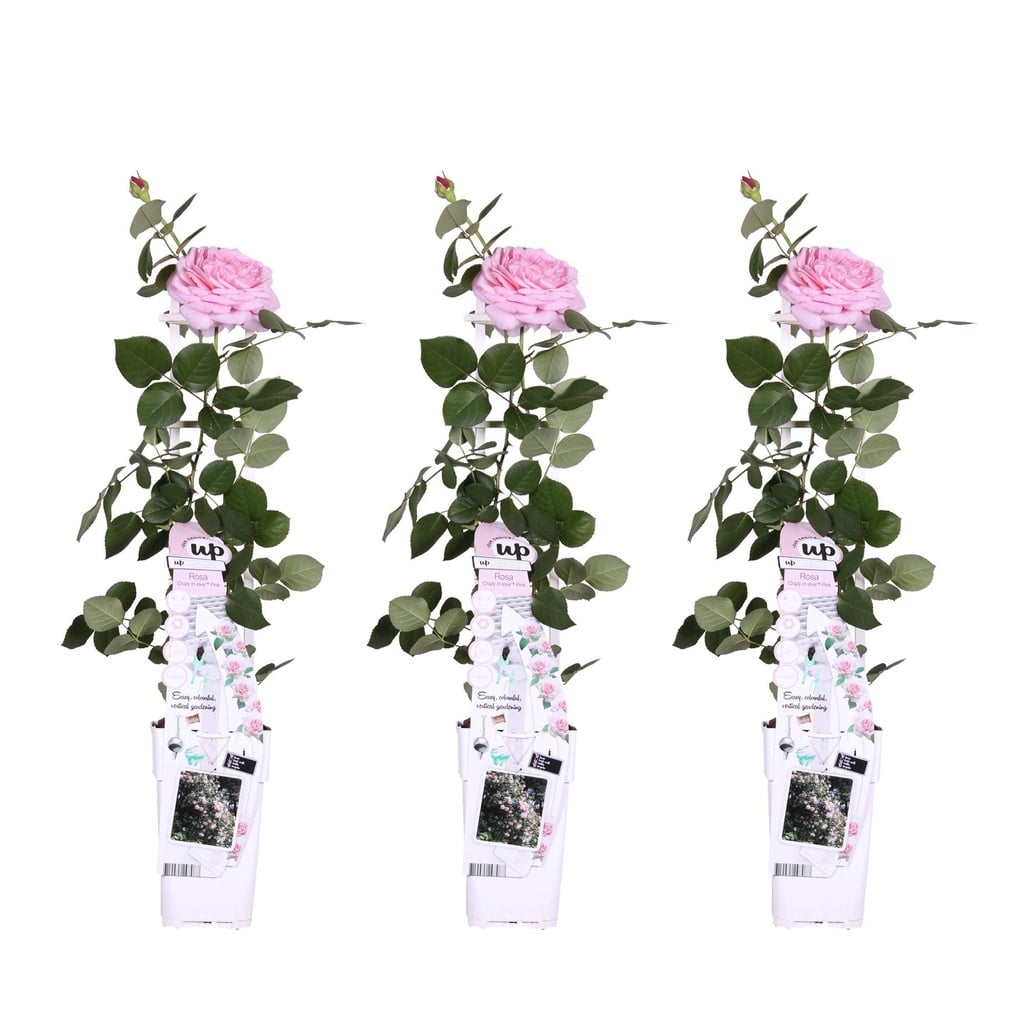 Kletterrose 'Rosa' 3er-Set (Rosa 'Crazy) – winterharte Kletterpflanze, Höhe ca. 65 cm