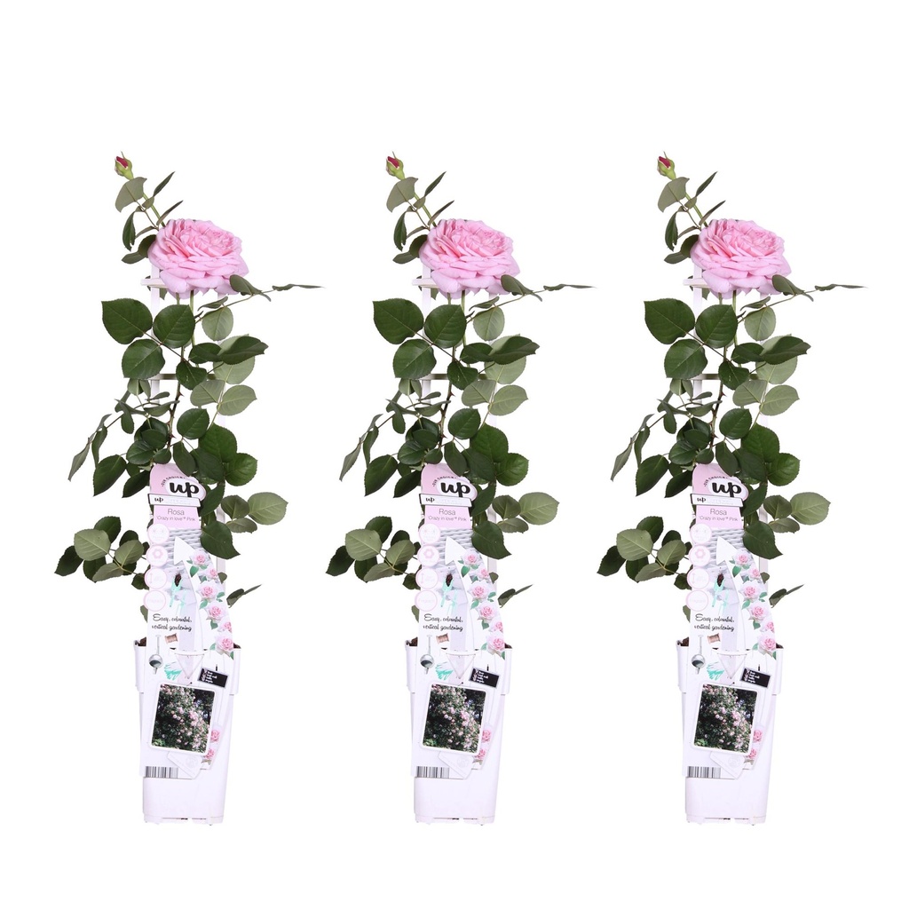 Kletterrose 'Rosa' 3er-Set (Rosa 'Crazy) – winterharte Kletterpflanze, Höhe ca. 65 cm