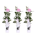 Kletterrose 'Rosa' 3er-Set (Rosa 'Crazy) – winterharte Kletterpflanze, Höhe ca. 65 cm