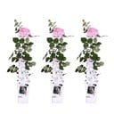 Kletterrose 'Rosa' 3er-Set (Rosa 'Crazy) – winterharte Kletterpflanze, Höhe ca. 65 cm
