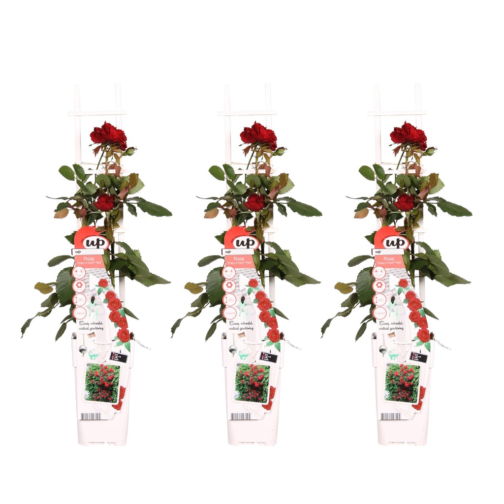 3x - Rosa Crazy in love 'Rot' - ↨65cm - Ø15