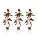 3x - Rosa Crazy in love 'Rot' - ↨65cm - Ø15
